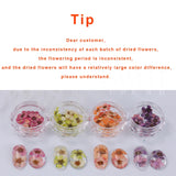 Amfeov 3D Dried Flowers Nail Art Decorations Dead Nature Nail Dry Flowers Manicure Floral Bloom Nail Art Beauty For Charms Accessories