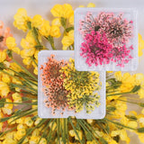 Amfeov 1Box 3D Nail Dried Flower Manicure Nail Art Decorations Natural Dry Flower Nail Art Beauty For Nails Supplies Charms Accessories